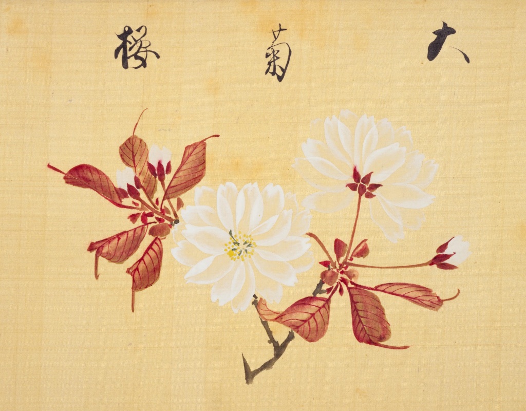 大菊桜