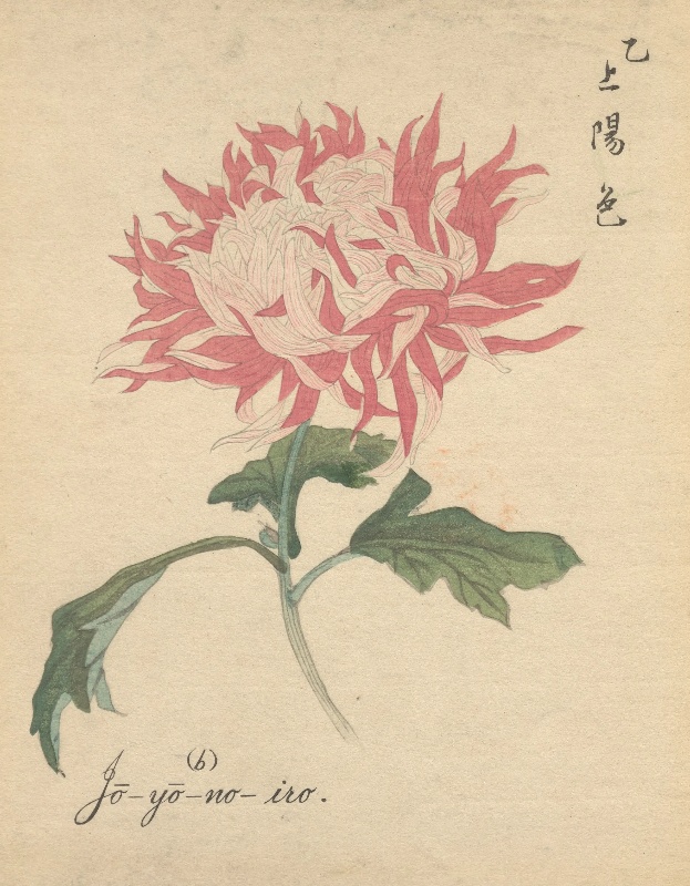 上陽色
